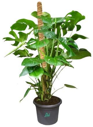 Filodendro Monstera - H 120 cm, Ø vaso 27 cm, deliciosa - pianta vera - pianta da appartamento FLOB