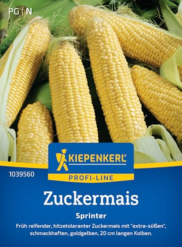 Kiepenkerl Zuckermaissamen Sprinter 1039560, Gemüsesaat | Extra süße Maiskolben, Sichtschutz, Gemüsesamen für Gartenfreunde, Wuchshöhe 150 cm