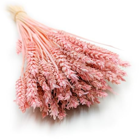 Enchanted Dekogras Weizen Getrocknetes Gras Ziergras Natürlich Deko Rosa