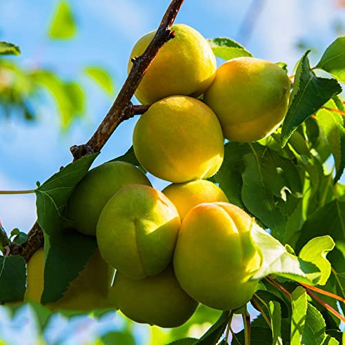 semillas resistentes del albaricoquero - decorativas jardín orgánicas balcón variedades antiguas 16pcs