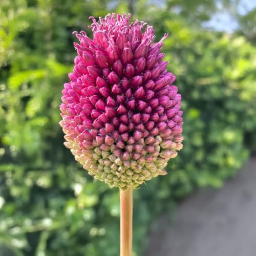 Bulbi di ALLIUM | AGLI ORNAMENTALI | Bulbi provenienti dai migliori produttori Olandesi | Esclusiva selezione e controllo qualità | Fioritura garantita dal primo anno. (25 Allium SPHAEROCEPHALUM)
