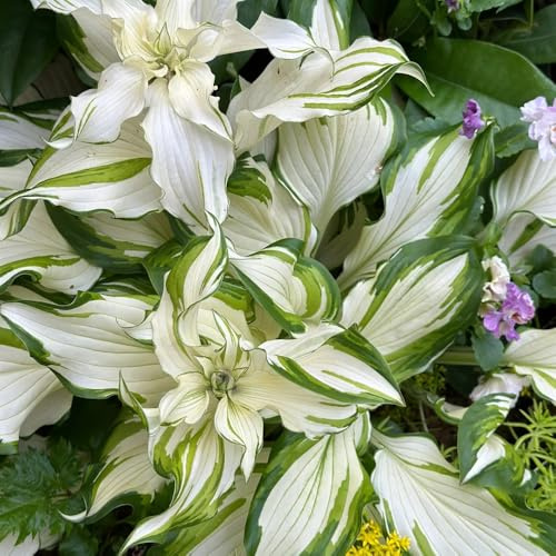 funkien pflanztopf sommerblumen grüne deko grünpflanzen gartenkräuter indoor garten topfpflanzen draußen winterhart topfpflanzen echt biosaatgut winterharte stauden mehrjährig 250samen