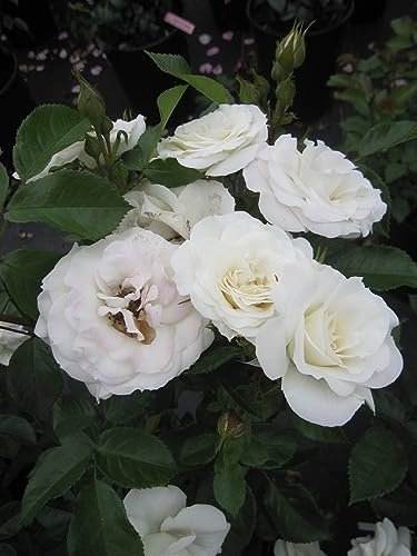 Rosa Baby Schneewittchen ® - Beetrose Baby Schneewittchen ® - Kordes Rose