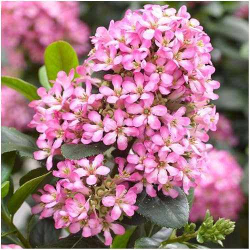 GrowOn Shrubs [x2] Escallonia Laevis Pink Elle | Multi-Pack | Evergreen Shrubs | Outdoor Garden Ready Plants | Summer and Autumn Flowering | Pink Flowers