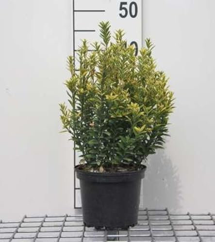 Euonymus jap. 'Micr. Aureovariegatus' - Fusain Du Japon À Petites Feuilles 20-30 cm en pot