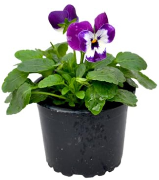 Pensamiento Natural Planta Viva con Flores Variadas y Resistentes