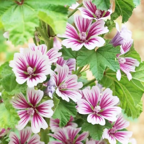 450 pezzi semi di malva perenne - giardino semi estate, malva esotica giardino, perenne