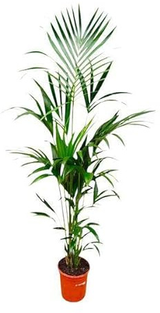 Kentia-Palme Howea forsteriana 180 cm hoch Gartenpflanze Ø24 cm 180 cm | luftreinigend und pflegeleicht, für Wohnzimmer, Büro und Wintergarten, winterhart, für Beet und Kübel