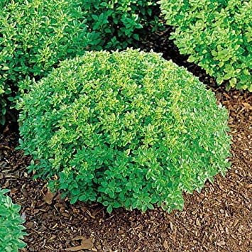 150 NANI semi di basilico GRECO 2018:Grani