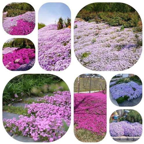 phlox bodendecker - balkon deko mehrjährig winterhart stauden gartendeko 1200samen