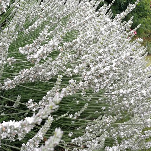 semi di lavanda - balcone serra letto rialzato giardino rampicanti da giardino recisi all'aperto di da appartamento 350pcs