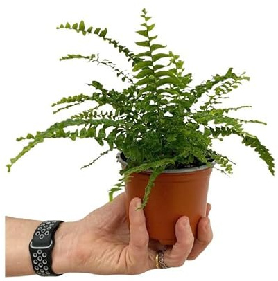 Helecho Espada Natural Ideal para Interior y Exterior