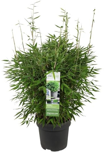 Bambou - Fargesia 'Moontars'® boobux - ↨70cm - Ø29 - plante d'extérieur