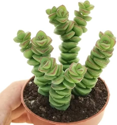 Crassula Hottentot Suculenta Collar Jade Planta Natural Interior y Exterior
