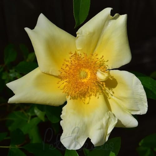 Peter Beales Roses Mermaid Climbing Rose, 600cm x 450cm, White/Cream, Single Blooms, Moderate Fragrance
