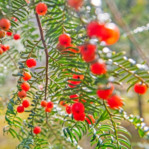 Semi di Taxus baccata, tasso resistenti per il giardino da balcone, ornamentale resistente, decorazione del soggiorno 75pcs