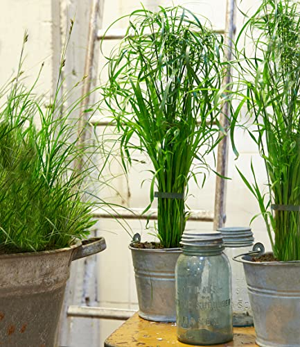 BALDUR Garten Zyperngras - Cyperus Alternifolius ca. 45-55 cm,1 Pflanze, Zimmerpflanze für Wohnung & Büro, unterstützt gutes Raumklima, im Sommer auf Balkon & Terrasse, pflegeleicht & robust