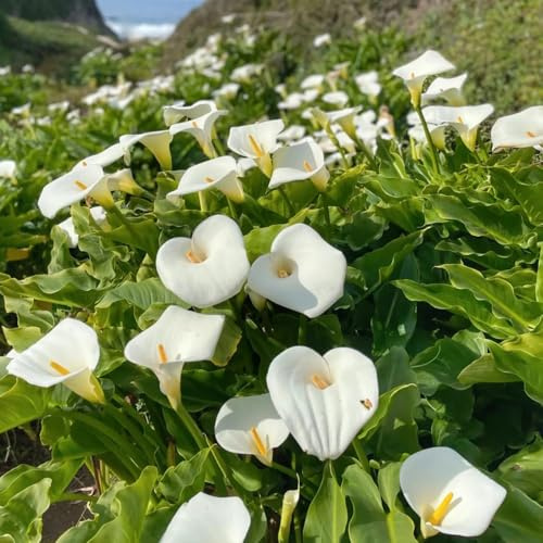 Bulbi di calla, bulbi di primaverili Zantedeschia aethiopica, bulbo di rare resistenti all'esterno 4pcs