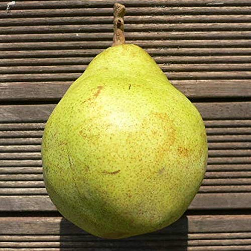 Vereinsdechantsbirne Winterbirne Birnenbaum Buschbaum ca 110-140 cm auf Quitte A