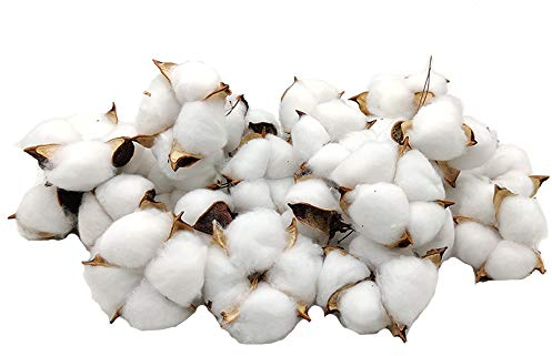 Aisamco Cotton Balls 30 Pieces Natural Color Dried Cotton Balls Branch Picks Perfect for Wreaths Home Crafting Gift Farmhouse Style Decorations