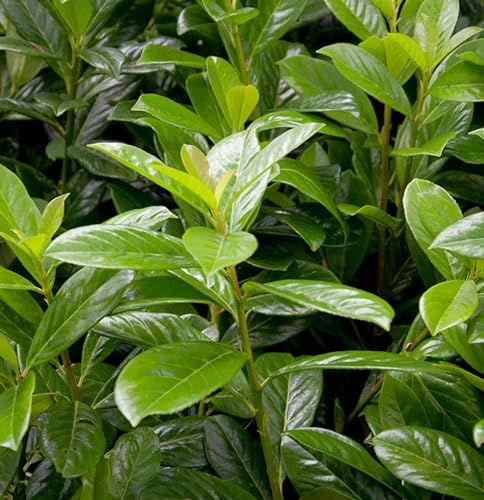 Kirschlorbeer Novita 80-100cm - Prunus laurocerasus - lebende Gartenpflanze aus den Baumschulen