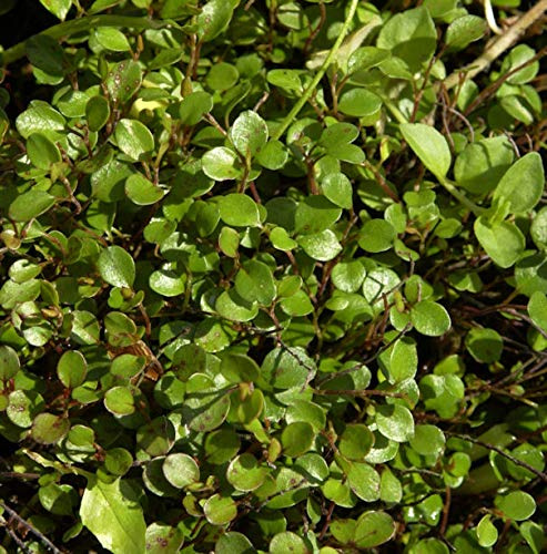 10x Mühlenbeckie - Muehlenbeckia axillaris - lebende Gartenpflanze aus den Baumschulen