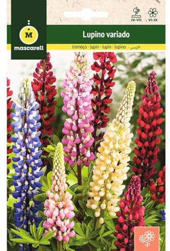 Mascarell Semillas, LUPINO VARIADO, Semillas Flores Exterior para Decoración, 2 Gramos