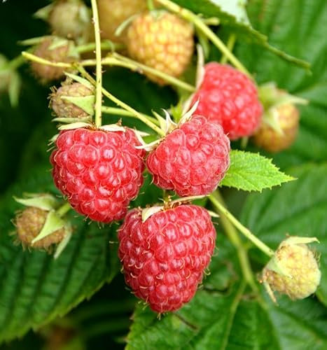 Himbeere Glen Ample - Rubus idaeus