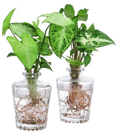 Dehner Waterplant Set Whiskey, Wasserpflanzen in Flaschen, 2-teilig, je 1x Purpurtute Syngonium, 1x Purpurtute White Butterfly, je ca. 20 cm, Zimmerpflanze