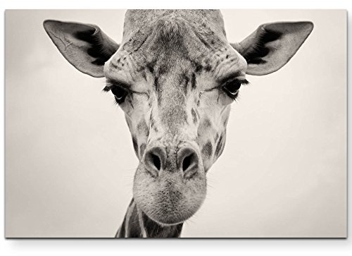 Paul Sinus Art Leinwandbilder | Bilder Leinwand 120x80cm Kopf einer Giraffe in freier Wildbahn – Nahaufnahme