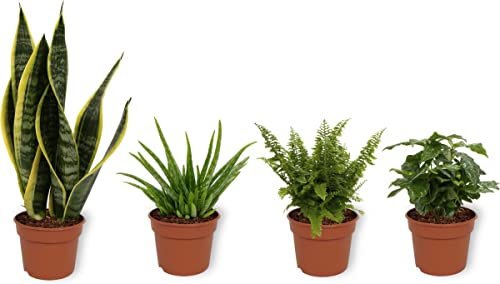 DECOALIVE Pack Plantas Interior | Sansevieria Trifasciata Laurentii | Aloe Vera | Helecho Espada | Planta del Café | Plantas Naturales Purificadoras del Aire