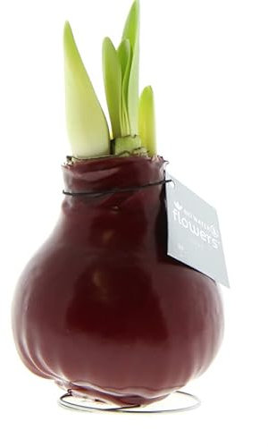 Amaryllis in Wachs Bordeaux | 1 Stück | Amaryllis in Wachs | ohne Gießen | pflegeleicht | lange und majestätische Blüte | Rot | Zimmerpflanze
