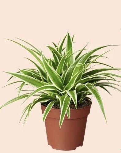 Pet Safe - Spider Plant - Chlorophytum - in 9cm Pot
