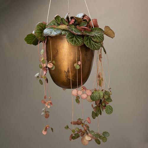 Crocus Collection 18cm Metal Outdoor Hanging Basket Planter Flower Pot for Trailing Foliage Plants Brushed Brass