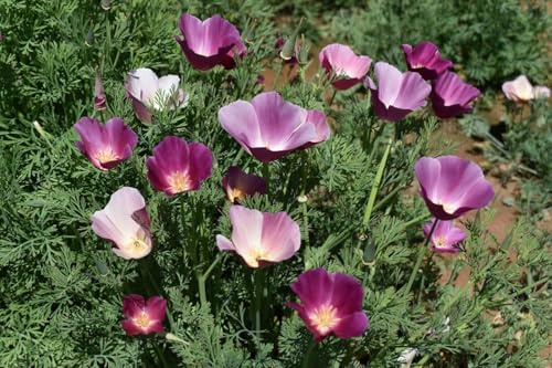 Kalifornischer Mohn 'Purple Gleam', Eschscholzia californica frosthart