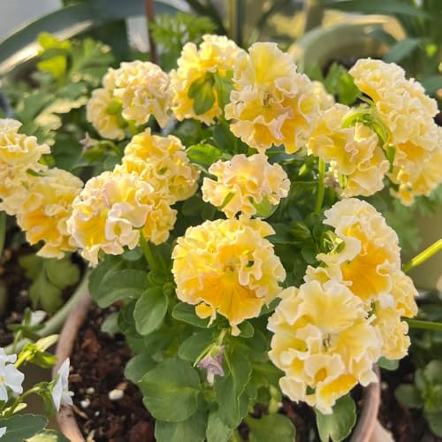 Semi di viola cornuta, Le perenni sono comprare viole cornute decorazione floreale, semi di campo 200pcs