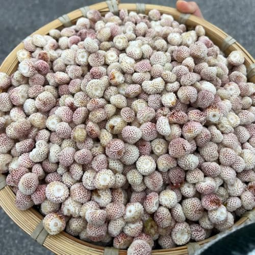 semillas de fresa silvestre orgánicas - resistentes balcón jardín exótico 300pcs