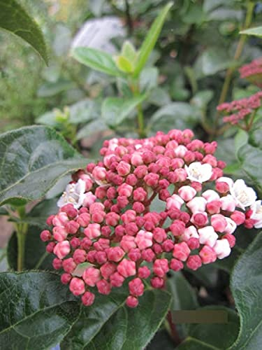 Viburnum tinus Lisarose Loren - Schneeball Lisarose Loren