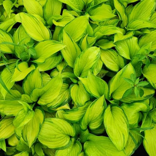 Semi di Hosta, Semi resistenti Hosta Hosta plantaginea, da esterno biologici da balcone resistenti 150pcs