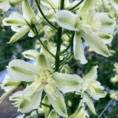 Semi di delphinium - esotiche raro decorazioni giardino esterni 450pcs