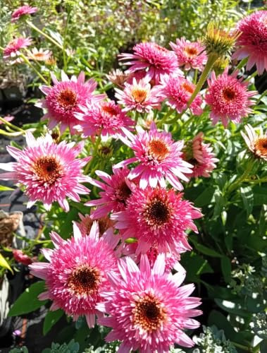 Staude Sonnenhut Echinacea purpurea Butterfly Kissis winterharte Wildblume