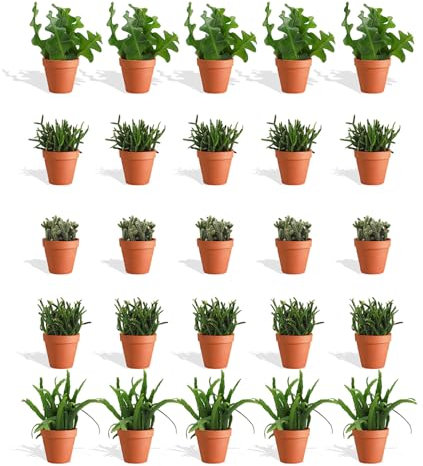 DutchLeafs Rhipsalis Mix 20 Stück Verschiedene Mini-Sukkulenten im Ø 7 cm Terrakotta Blumentopf - Rutenkaktus Korallenkaktus Sukkulent Kleine Pflanzen Pflegeleicht - Höhe 8-15 cm