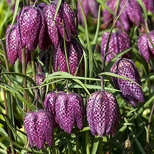 fritillaria bulbi corona imperiale prado di da interno ufficio primavera letti elevati per giardino corona imperiale esotici 9 pezzi