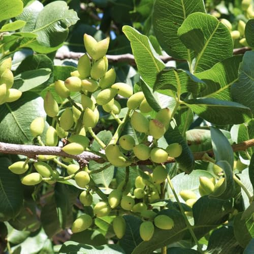 pistazienbaum - zwergobstbäume dekoration wohnzimmer exotische zimmerpflanzen bonsaibaum outdoor bodendecker steingartenpflanzen obstsamen balkongewächshäuser stauden winterhart 5samen