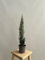 GREENTIA | Ciprés Tótem - Cupressus Totem Planta Natural M14 Altura 50-70cm en maceta de 14cm de diámetro