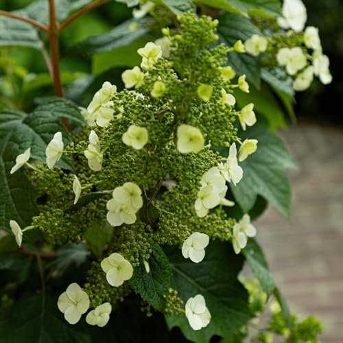 Plant in a Box - Ortensia - Hydrangea paniculata 'Toy Soldier' - Altezza 25-40cm - ⌀19cm