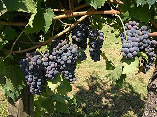 Vigne Muscat de Hambourg C3L