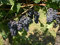 Vigne Muscat de Hambourg C3L