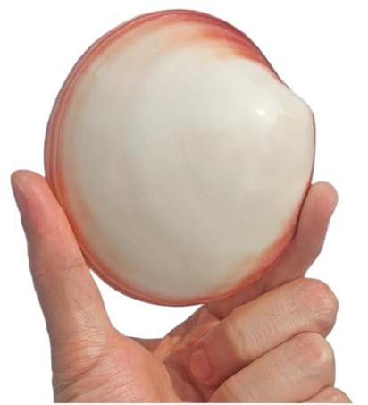 Grand coquillage naturel de la plage de la mer, Coquillage naturel rare de 7 à 9 cm, coquillage de conque rose, coquillage d'escargot de mer de 5 à 9 cm, parfait for la décoration de la maison, aquari