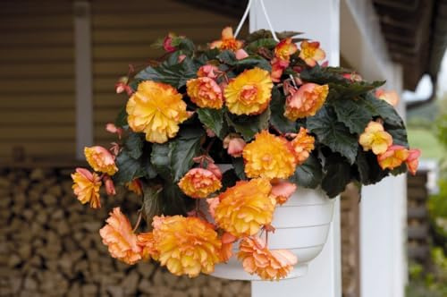 Buy4seeds Flower Begonia Tuberous Illumination Golden Picotee F1 5 PELLETS Easy to Grow